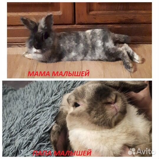 Продам декоративного кролика