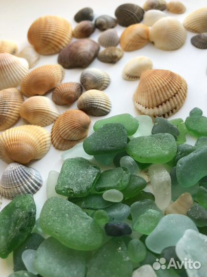 Ракушки стеклышки мидии