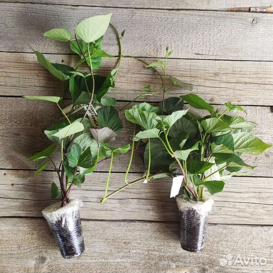 Черенки и клубни батата 16сортов, отправка почтой