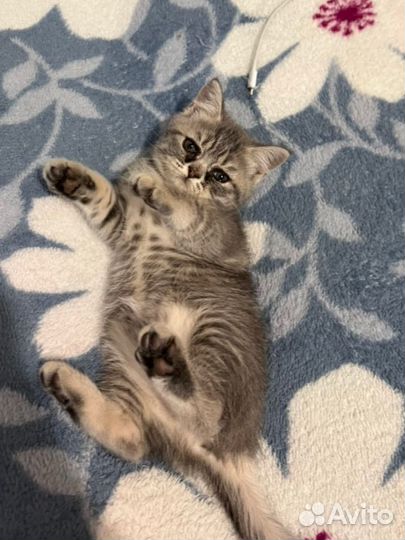 Британские котята
