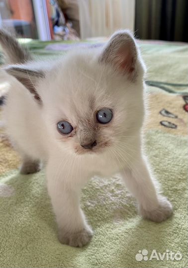 Шотландские котята