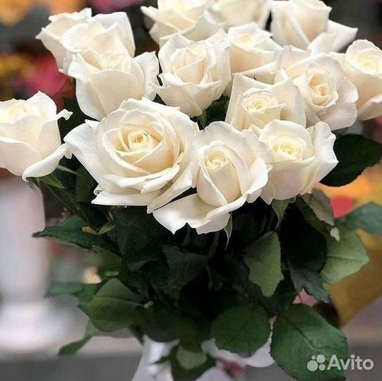 51 Роза, Букеты Цветы Розы 25 101 501 1001