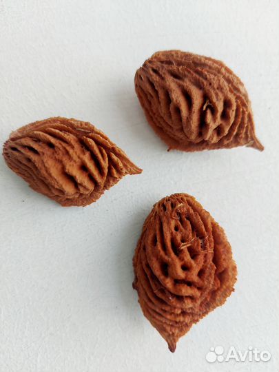 Семена персика крупного