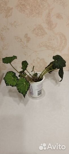 Бегония декоративно лиственная