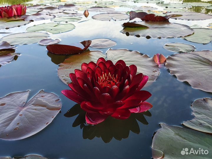 Нимфея WLK Melna Perle