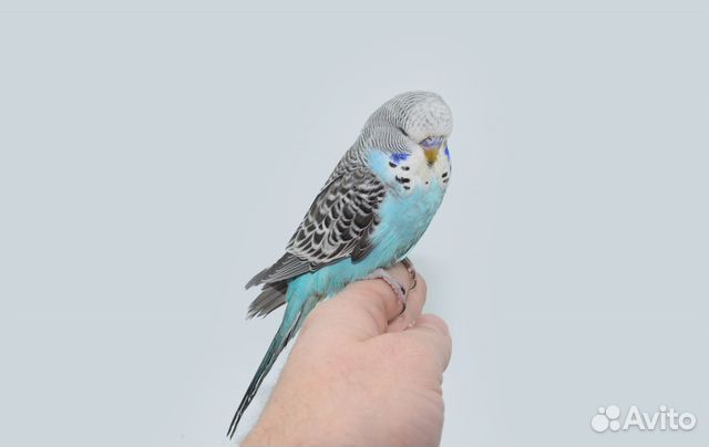 Ввп чех (Выставочные волнистые попугаи). Выкормыши