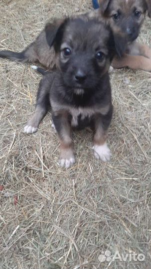 Щенок в добрые руки бесплатно