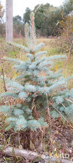 Саженцы ель голубая