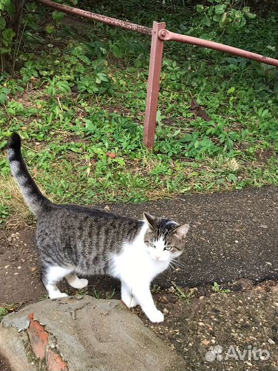 Найден кот Истринский район