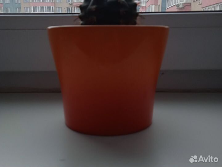 Кактус Артëм