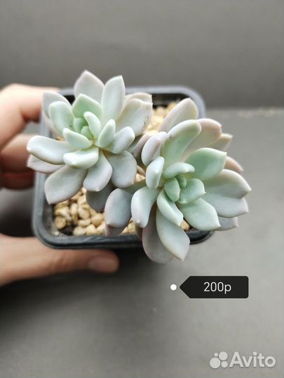 Суккуленты Пахиверия Шейдекери