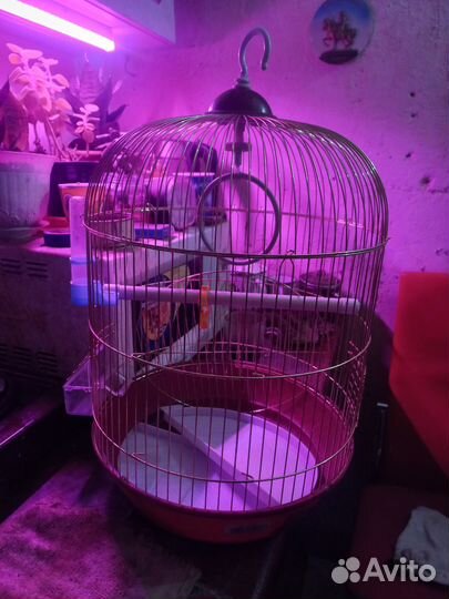 Клетка для попугая