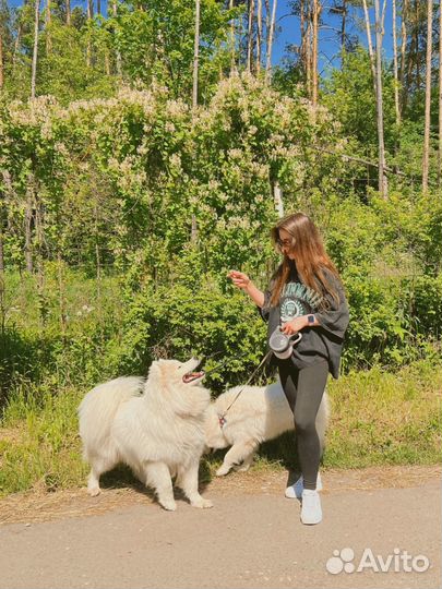 Самоеды для фотосессии, собаки на съемку