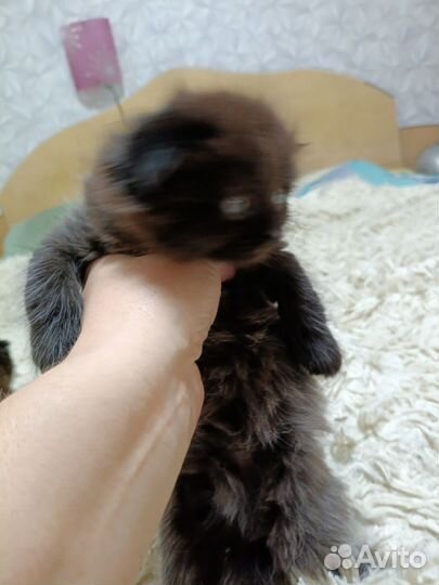 Британские котята