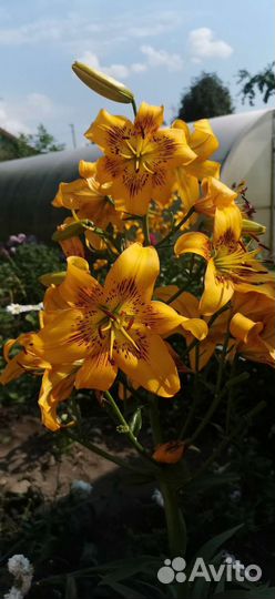 Хризантемы и лилии