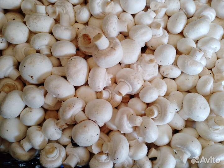 Грибы шампиньоны