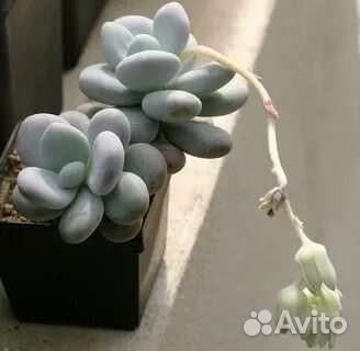 Пахифитум овиферум