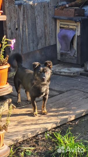 Двортерьер