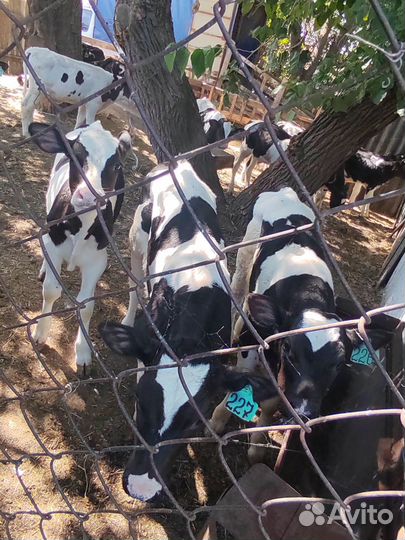 Бычки на откорм