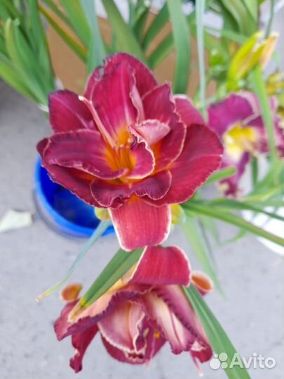 Лилейники (саженцы)