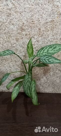 Аглаонема,Рео