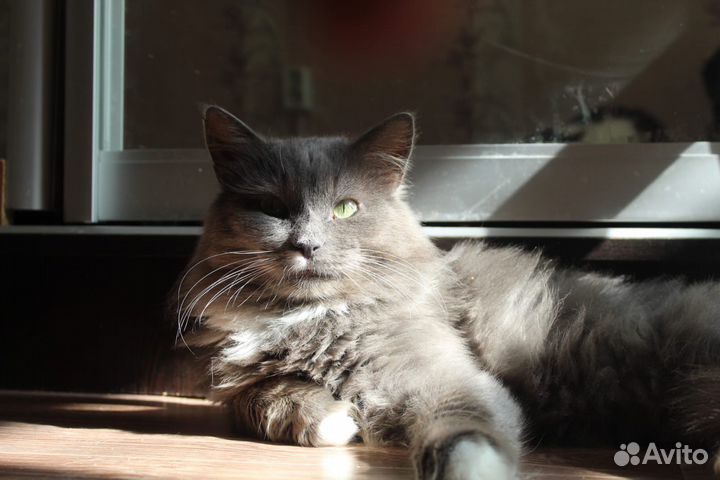 Кошки бесплатно