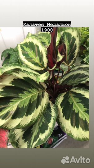 Комнатные растения