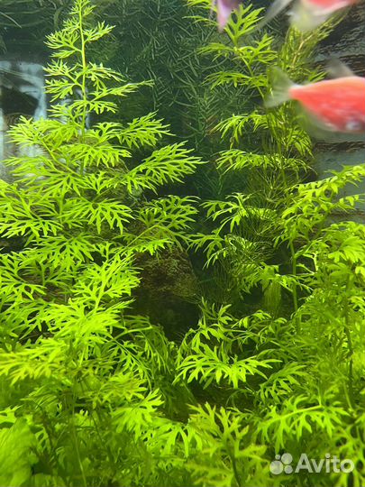 Растения для аквариума