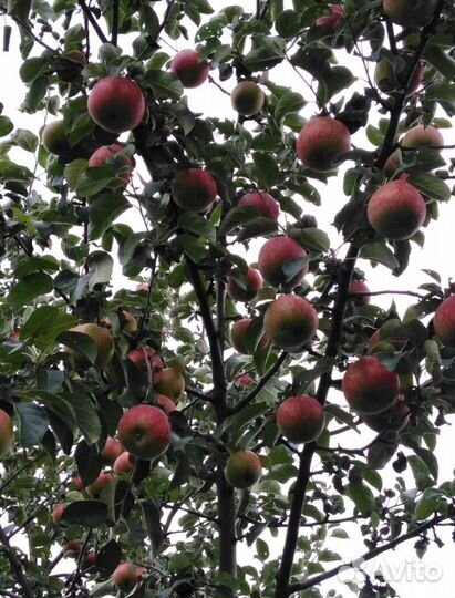 Яблони