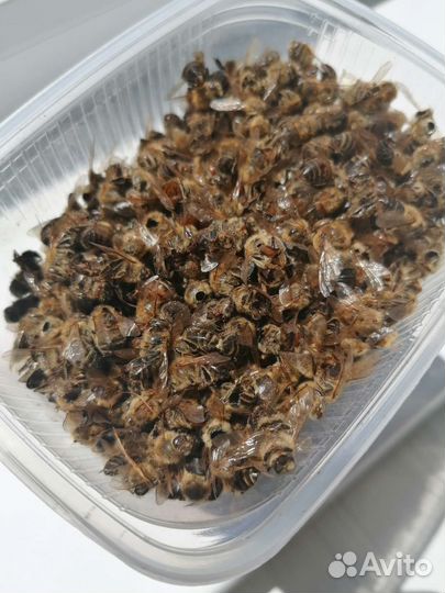 Пчелиный подмор