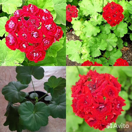 Пеларгония герань