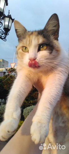 Обнаружена киса -подросток /стерилизована.Плачет