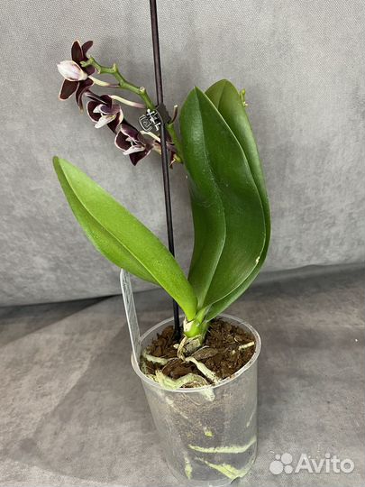Орхидея фаленопсис мини