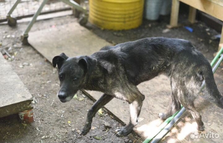 Буча ждет свою семью в приюте