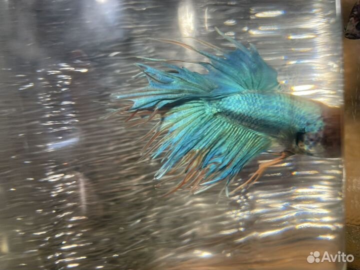 Рыбка петушок