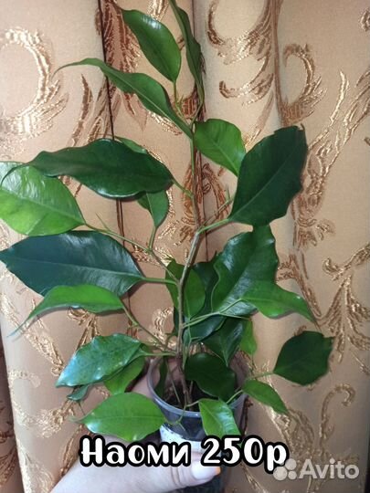 Фикус Наоми