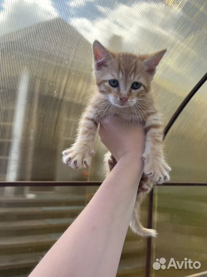 Котенок полосатый мальчик бесплатно рыжий котенок