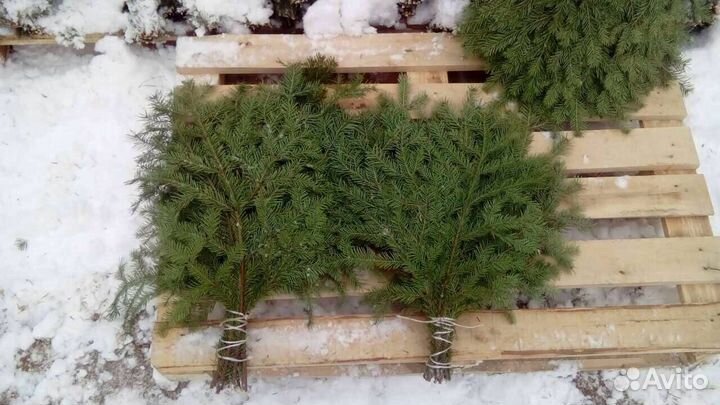 Елка Ёлка,лапники из пихты, сосны пихты