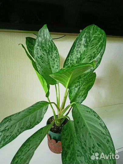 Аглаонема Гринланд