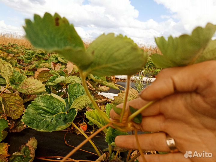 Рассада клубники кассетная