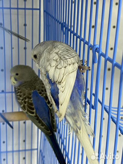 Волнистые попугаи