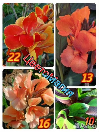 Канны сортовые Почтой/сдек