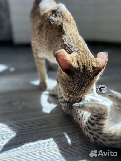 Котята саванна ф1 65%