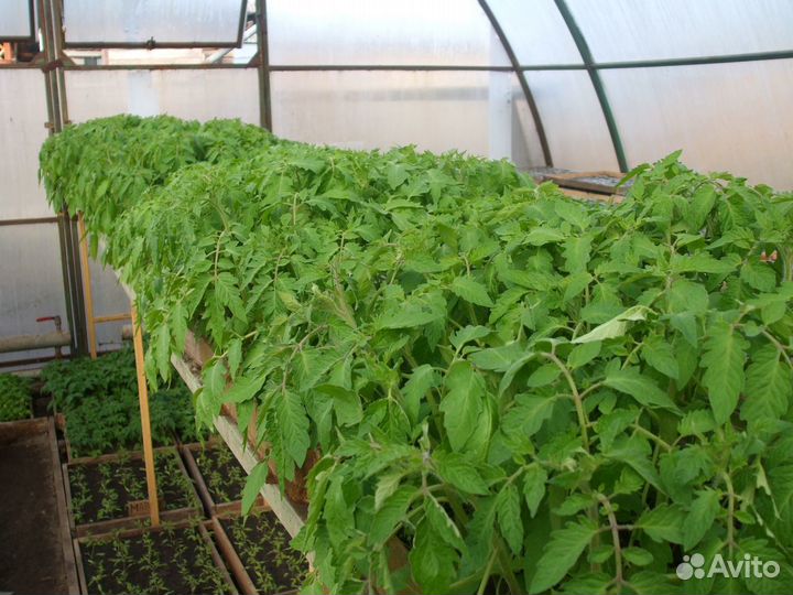 Курган ул.черняховского 42