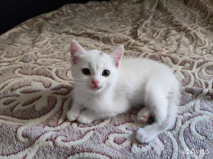 Отдам котенка