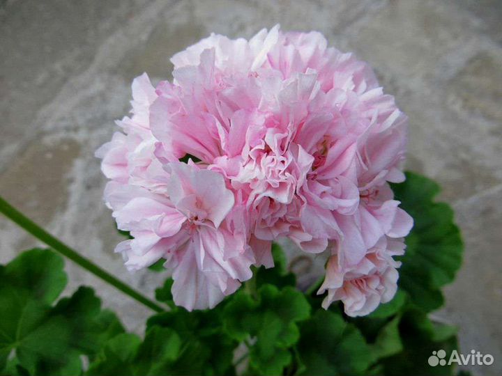 Пеларгония сортовая