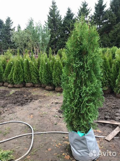 Туя Брабант из питомника