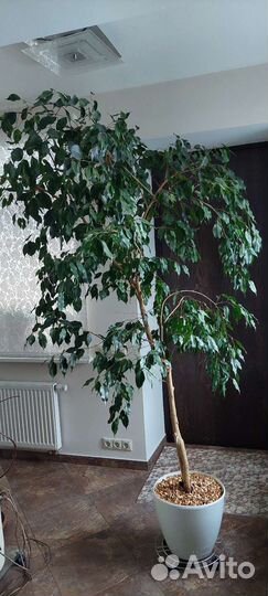 Фикус бенджамина большой