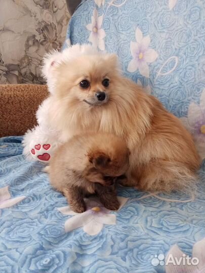 Девочка шпица миник