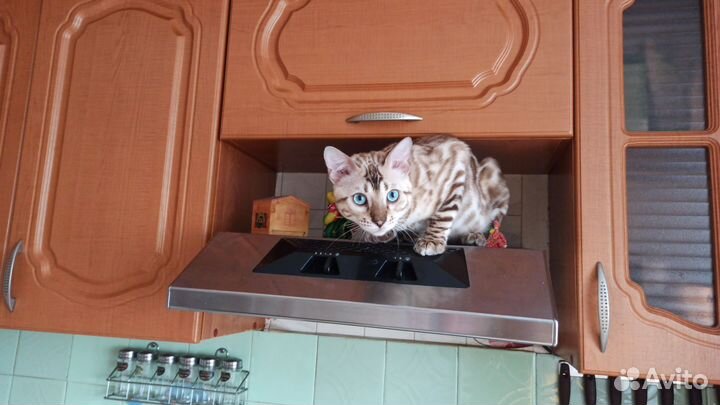 Бенгальский кот. Вязка